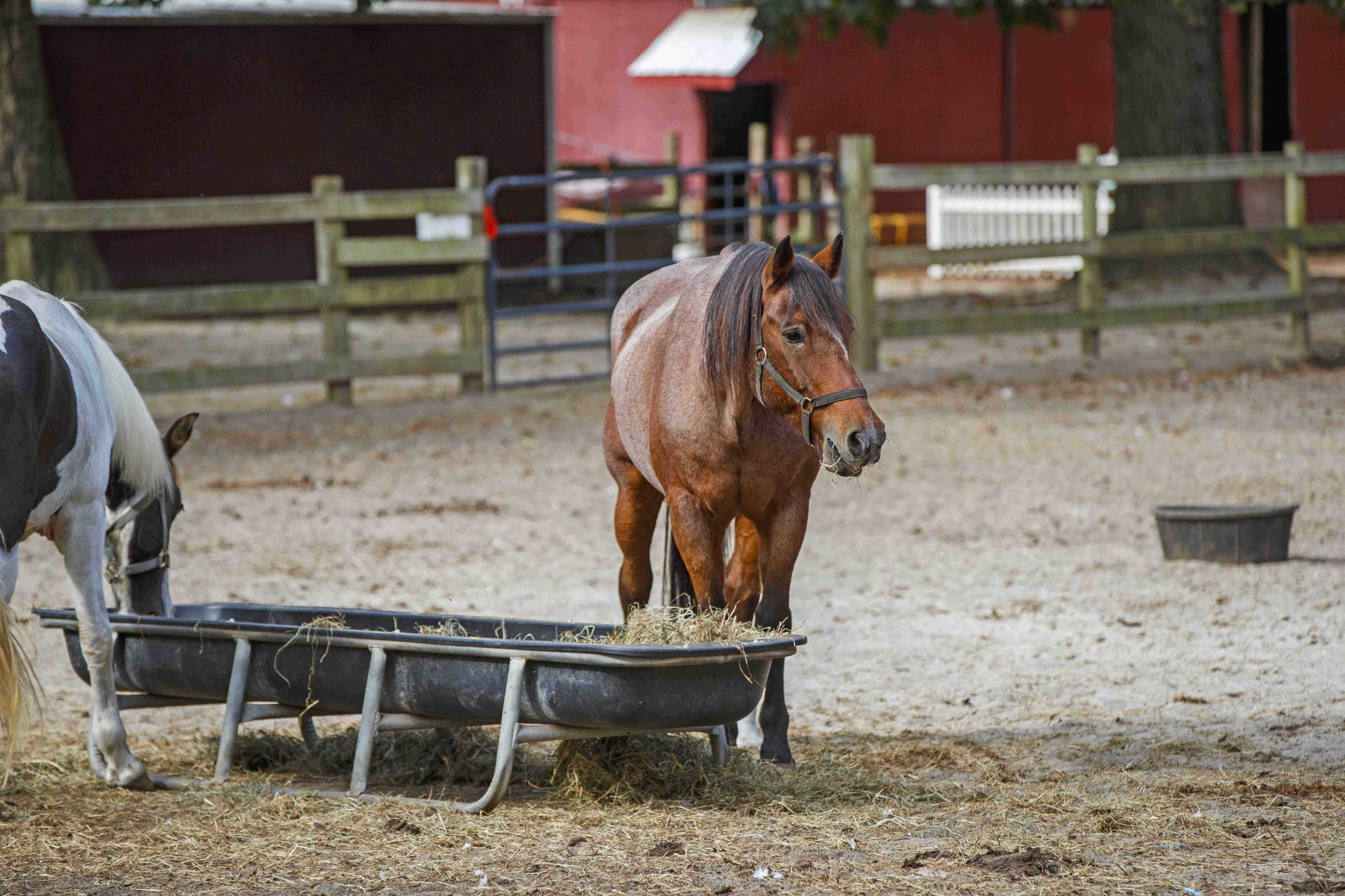 Funny Farm Rescue & Sanctuary